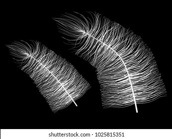 Beautiful Hand Drawn Beard Feather Isolated. White Fluff. Feathers for Wallpaper, Illustration, Carnival, Masquerade, Invitation, Paper, Textile. Decoration Element for Your Design.