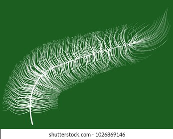 Beautiful Hand Drawn Beard Feather Isolated. White Fluff. Feather for Wallpaper, Illustration, Carnival, Masquerade, Invitation, Paper, Textile. Decoration Element for Your Design.