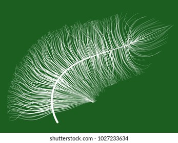 Beautiful Hand Drawn Beard Feather Isolated. White Fluff. Feather for Wallpaper, Illustration, Carnival, Masquerade, Invitation, Paper, Textile. Decoration Element for Your Design.