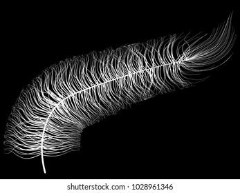 Beautiful Hand Drawn Beard Feather Isolated. White Fluff. Feathers for Wallpaper, Illustration, Carnival, Masquerade, Invitation, Paper, Textile. Decoration Element for Your Design.