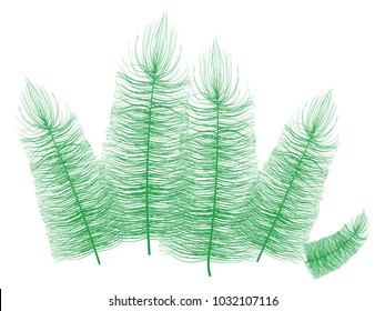 Beautiful Hand Drawn Beard Green Feathers Isolated. Fluff. Feather for Wallpaper, Illustration, Carnival, Masquerade, Invitation, Paper, Textile. Decoration Element for Your Design.