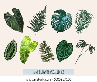 Beautiful hand drawn botanical vector illustration with tropical leaves. Isolated on white background.