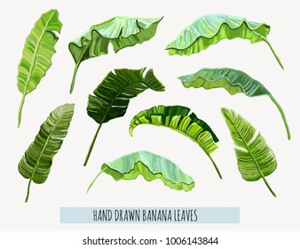Beautiful hand drawn botanical vector illustration with tropical leaves. Isolated on white background.