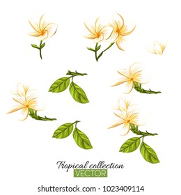 Beautiful hand drawn botanical vector illustration with tropical plumeria. Isolated on white background. Colorful vector illustration without transparent and gradients.
