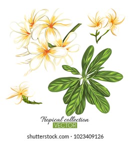 Beautiful hand drawn botanical vector illustration with tropical plumeria. Isolated on white background. Colorful vector illustration without transparent and gradients.