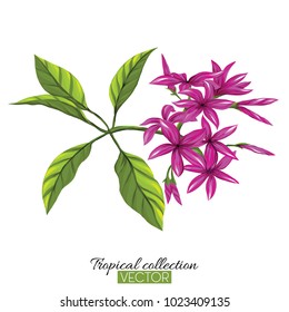 Beautiful hand drawn botanical vector illustration with tropical plumeria. Isolated on white background. Colorful vector illustration without transparent and gradients.