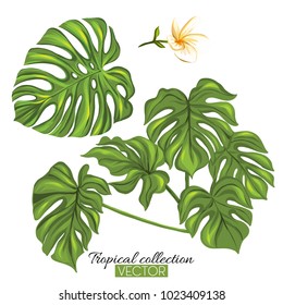 Beautiful hand drawn botanical vector illustration with tropical monstera leaves. Isolated on white background. Colorful vector illustration without transparent and gradients.