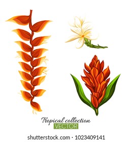 Beautiful hand drawn botanical vector illustration with strelitzia flower. Isolated on white background. Colorful vector illustration without transparent and gradients.