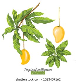 Beautiful hand drawn botanical vector illustration with mango. Isolated on white background. Colorful vector illustration without transparent and gradients.