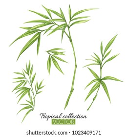 Beautiful hand drawn botanical vector illustration with bamboo. Isolated on white background. Colorful vector illustration without transparent and gradients.