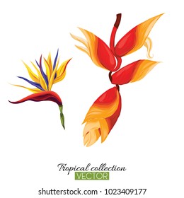 Beautiful hand drawn botanical vector illustration with strelitzia flower. Isolated on white background. Colorful vector illustration without transparent and gradients.