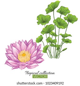 Beautiful hand drawn botanical vector illustration with lotus flower and leaves. Isolated on white background. Colorful vector illustration without transparent and gradients.