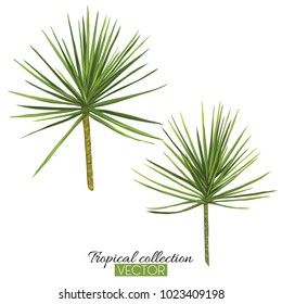 Beautiful hand drawn botanical vector illustration with palm. Isolated on white background. Colorful vector illustration without transparent and gradients.