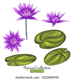 Beautiful hand drawn botanical vector illustration with lotus flower and leaves. Isolated on white background. Colorful vector illustration without transparent and gradients.