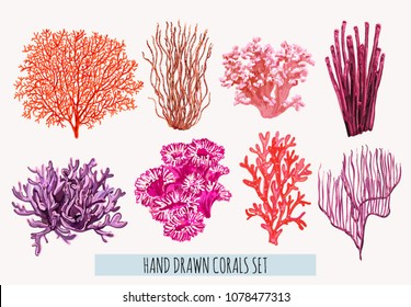 Beautiful hand drawn botanical vector illustration with tropical corals. Isolated on white background.