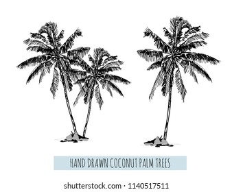 Beautiful hand drawn botanical vector illustration with palm trees silhouettes. Isolated on white background.
