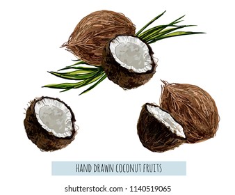 Beautiful hand drawn botanical vector illustration background with  coconut fruit in watercolor style. Isolated on white background. 