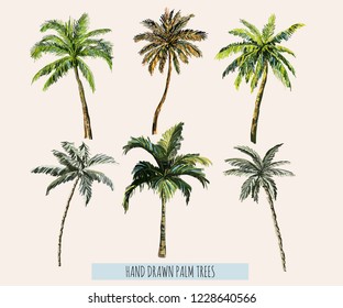 Beautiful hand drawn botanical vector illustration with palm trees. Isolated on white background.