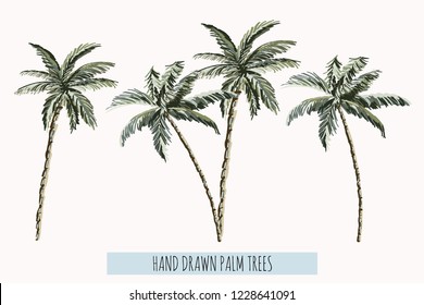 Beautiful hand drawn botanical vector illustration with palm trees. Isolated on white background.