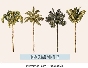 Beautiful hand drawn botanical vector illustration with palm trees. Isolated on white background.