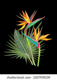 Beautiful hand drawn botanical vector colorful illustration with strelitzia flower. Bird of paradise flower drawing with palm leaf Isolated on black background. 