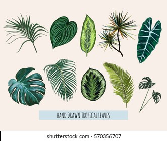 Beautiful hand drawn  botanical vector illustration with tropical leaves. Isolated on white background.