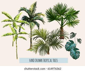 Beautiful hand drawn botanical vector illustration with tropical trees. Isolated on white background.