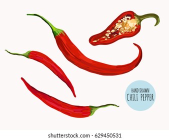 Beautiful hand drawn botanical vector illustration with red chili peppers. Isolated on white background.