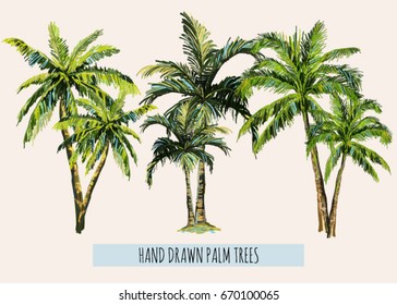 Beautiful hand drawn botanical vector illustration with palm trees. Isolated on white background.