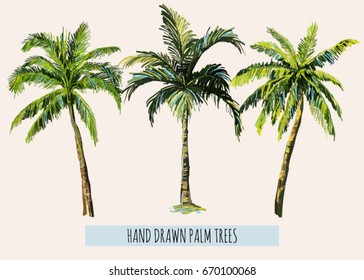 Beautiful hand drawn botanical vector illustration with palm trees. Isolated on white background.