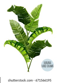 Beautiful hand drawn botanical vector illustration with banana leaves. Isolated on white background.