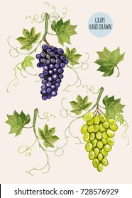 Beautiful hand drawn botanical vector illustration with grape branches. Isolated on white background.