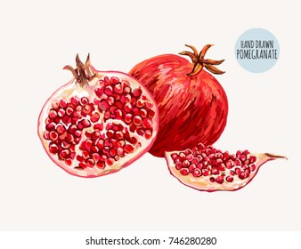 Beautiful hand drawn botanical vector illustration with pomegranate fruit. Isolated on white background.