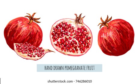 Beautiful hand drawn botanical vector illustration with pomegranate fruit. Isolated on white background.