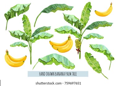 Beautiful hand drawn botanical vector illustration with banana palm tree, fruit, leaves. Isolated on white background.