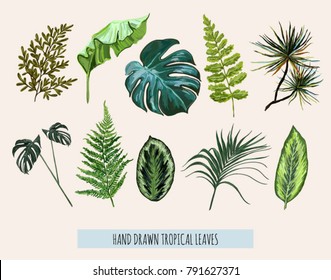 Beautiful hand drawn  botanical vector illustration with tropical leaves. Isolated on white background.