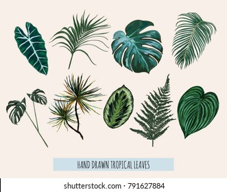 Beautiful hand drawn  botanical vector illustration with tropical leaves. Isolated on white background.