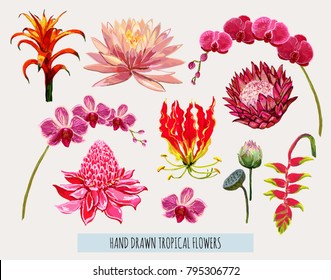 Beautiful hand drawn botanical vector illustration with tropical flowers. Isolated on white background.