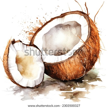 Beautiful hand drawn botanical vector illustration background with coconut fruit in watercolor style. Isolated on white background.