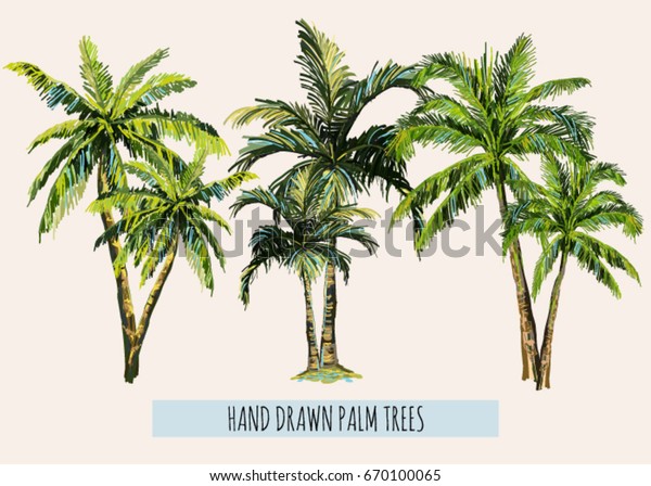 ヤシの木が描かれた手描きの植物ベクターイラスト 白い背景に のベクター画像素材 ロイヤリティフリー