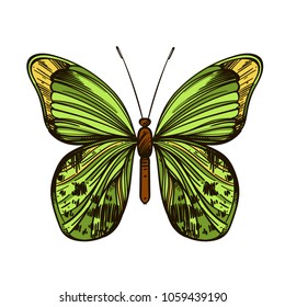 Beautiful hand drawn butterfly. Vector illustration isolated on white background for tattoos, printing on T-shirts and other items.