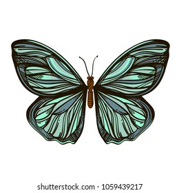 Beautiful hand drawn butterfly. Vector illustration isolated on white background for tattoos, printing on T-shirts and other items.