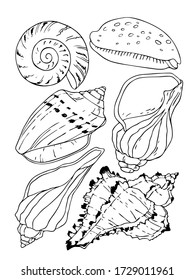 Beautiful hand drawn cartoon seashell vector illustration isolated on a white background. Ocean, sea, aquarium shell collection.