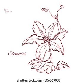 Beautiful hand drawn clematis
