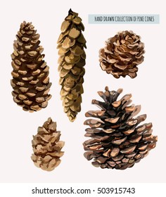 Beautiful hand drawn collection set of pine cones. Bohemian style. Isolated on white background