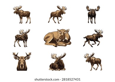 A beautiful hand drawn collection of wild moose illustrations showing the animal in multiple dynamic poses. Each artistic sketch captures the majestic nature of the wildlife with detailed textures and natural colors isolated on a clean white backgro.