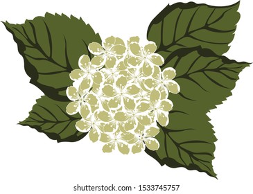 Beautiful hand drawn colour full flowers