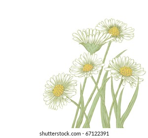 Beautiful hand - drawn daisies  on white background