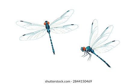 Beautiful hand drawn dragonflies vector illustration showing wings and body details on white background.