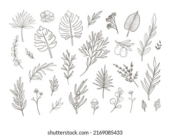 Beautiful hand drawn florals. Leaves and flowers line art isolated on white, vector illustration. 